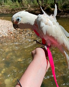 1.7K views · 107 reactions | Cockatoo plays Rockstar and Jams with lady 24/7  #parrotlover #rescuebird #cuddlebuddies | Cuddle Buddies | Facebook