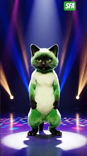 CAT PERFORMANCE TO DANCING 😺😺😺😺😺😺😺😺😺😺😺cat funny dance video.