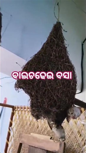 tote mo rana deli baichadhei#odiakunivlog #shorts #ytshort #odia #odiasong