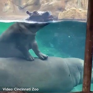 482K views · 55K reactions | Typical Fiona behavior!  The portly princess catches a ride on her mom’s back all the way to the other side of the pool! | WLWT | Facebook