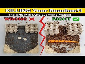 How to Keep Red Runner Roaches | Step-by-Step Care Guide!