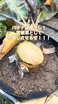 バナナの木、恐るべき越冬方法