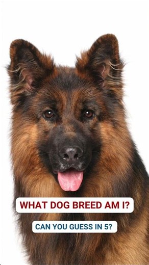 99% Get This Dog Breed Wrong! 😱 Can You Guess it?