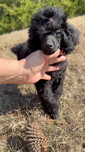 Poetrys Vision of Love “Envy” is a black miniature poodle bred by Poetry Poodles . She is almost 4 months old and just perfect ! 😍 #miniaturepoodle #blackpoodle #poetrypoodles #showdog #akcpuppies | Poetry Poodles