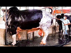 Six huge bulls getting showered | Brownie's Ranch