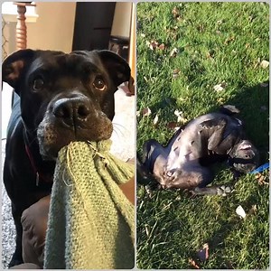 23K views · 1.8K reactions | **EDIT: ADOPTED!!** KANSAS CITY, MO:...