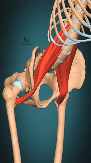 194K views · 2.5K reactions | Psoas major muscle action Trunk: Flexion #muscle #anatomy #physiotherapy #physiofixers PhysioFixers | PhysioFixers | Facebook