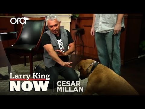 Cesar Millan on How He Became the 'Dog Whisperer' + Tips & Tricks