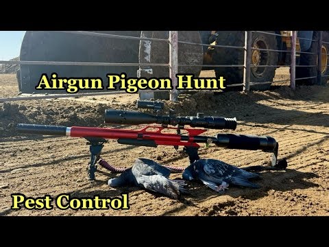 The Airgun Revolution in Pigeon Control