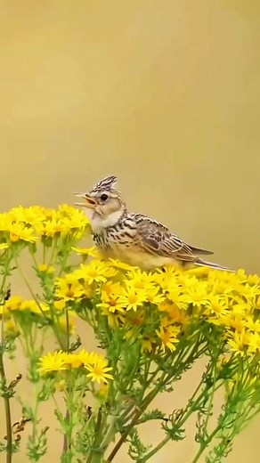 90K views · 5.5K reactions | Eurasian skylark (Alauda arvensis) | LEBOK KICAU | Facebook