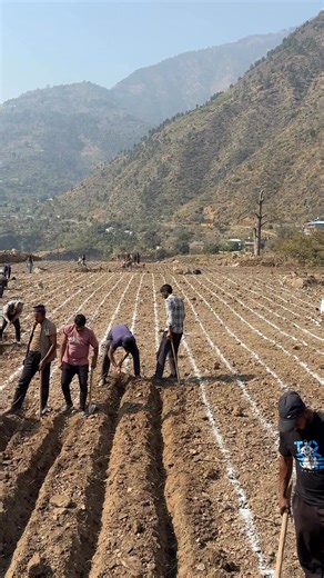 🌱 Saanvi Fruit Plant Nursery – A Simple Story of Hard Work Saanvi Fruit Plant Nursery works very hard to grow healthy and strong fruit plants. Every plant is taken care of from the very beginning. The work starts with preparing good quality soil, because healthy soil is the foundation of a healthy plant. The plants are planted at the correct depth so their roots can grow properly and become strong. Proper watering, natural nutrients, and regular checking are done to make sure each plant grows i