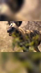 45K views · 630 reactions | Magwa Pack: Unveiling Their World of Survival | Real Wild | Facebook