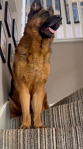 Guardian at the door🔥 What would you do? #germanshepherd #gsd #dog #dogs #guardian #protection #safety #viral #trending #fyp #question | Cooper Gsd
