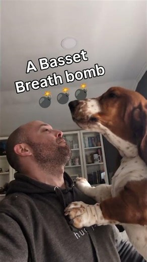The ultimate weapon: BASSET BREATH #bassethound #doggo #dogdad #hound #howling