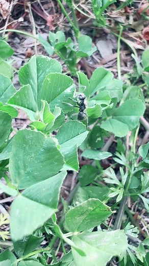 Ants used to sting dinosaurs #ants #ant #antfarm #antcolony #dinosaur #fyp #antkeeping