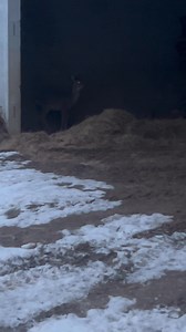 First time I ever seen a deer come in the barn to eat hay, times gettin rough. | Jim Cox