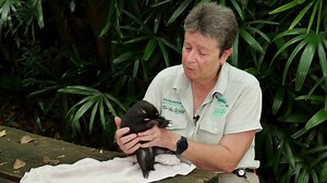 Slurping noises filled the room as an orphaned baby echidna, also known as a puggle, had her first meal in six days at the Taronga Zoo Wildlife Hospital in Sydney | Reuters