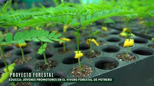🌱👩🎓 PROMOTORES AMBIENTALES JUVENILES DEL PROGRAMA EDUCCA VISITAN EL VIVERO FORESTAL DE POTRERO 🌳🌿 ✅ La Municipalidad Provincial de La Convención, a través de la Gerencia de Medio Ambiente y el Programa EDUCCA, organizó la visita técnica de estudiantes del Instituto Superior Urusayhua al Vivero Forestal, en el marco del Proyecto de Mejoramiento y Ampliación de los Recursos Forestales en las cuencas de Sambaray y Chuyapi. ✅ Los jóvenes conocieron el proceso de producción de plantones: • Recep