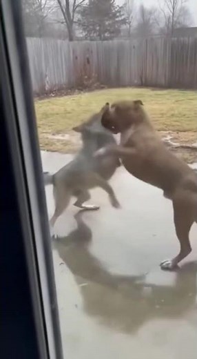 Pitbull vs Coyote: Intense Backyard Brawl! 🐺🐕 #shorts