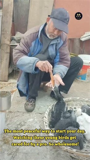 High-speed duck feeding process | How a pneumatic feeder works | Modern poultry farm management