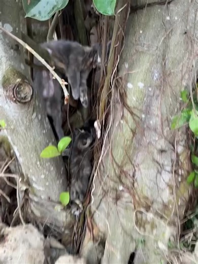 Rettung streunender Katzen aus einem Baum
