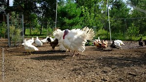 Two massive adult white male turkeys standing in back yard enclosure alongside other poultry like chickens and ducks while animals being cage free raised.