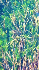 55 reactions · 11 shares | Take a deep breath from scrolling - explore the beauty of Silver Springs. | Silver Springs State Park | Facebook