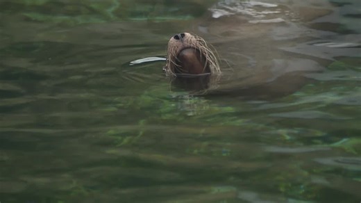 Cleveland Metroparks Zoo saying goodbye to its sea mammals