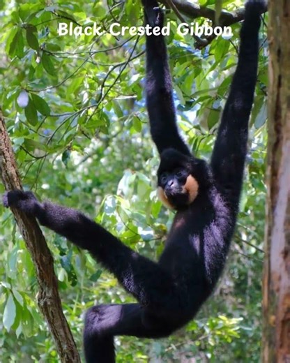Black Crested Gibbon/The Singing Ape of Asia’s Mountain Forests!
