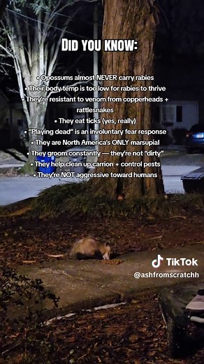 Fun Facts About Opossums: Nature's Sweet Helpers