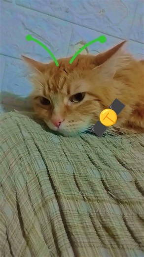 alien cat 👁️👄👁️👌