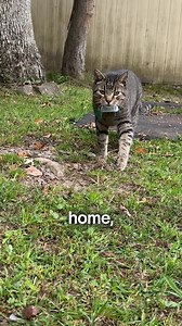 487K views · 274 reactions | Just one glance in the Tractive app and you know exactly where your cat’s been hiding—just like Levi’s farmer does. ️ Live GPS tracking  Virtual fence alerts  Activity and rest data  Long-lasting battery Track your pet with confidence and peace of mind. | Tractive | Facebook