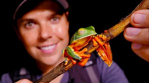 Meet the vibrant leaf frog