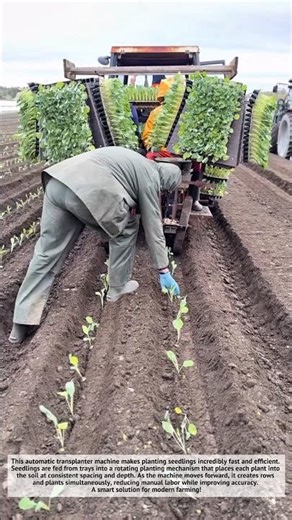 Super Fast Seedling Planting Machine 🌱🚜 | Farming Made Easy!