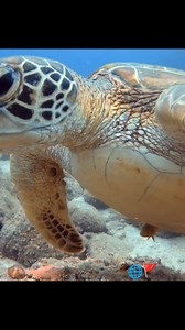 81K views · 4.7K reactions | Meet this cute young sea turtle cruising the reef like a pro!  Such a special encounter during our dive — moments like these make it unforgettable. #turtle #seaturtle #turtlelove #marinelife | Red Sea Diving | Facebook