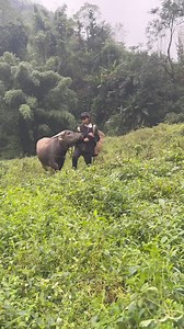 253K views · 10K reactions | This is my paypal account  dongmei96 | Dongmei | Facebook