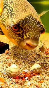 #reelsvideo #reels #reelsfb #fish #Zebra #Fish #zebradoghead #fisheat #eat #amazing #zebradoghead #zebradog #zebra #dog #head #animal #wildlife #nature #cute #adorable. | Giana Show