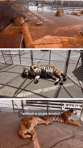 A tiger jumped into the crowd at a travelling circus show in Rostov-on-Don, southern Russia, after the fence ring collapsed. Nobody was harmed, and local authorities have launched a criminal investigation. #cnn #russia #circus