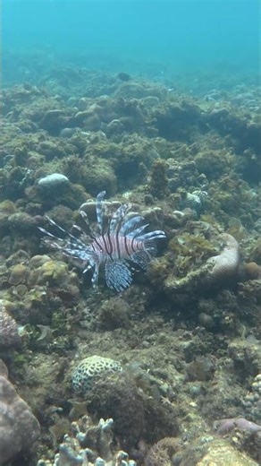 Lionfish - Guimaras Island - Philippines