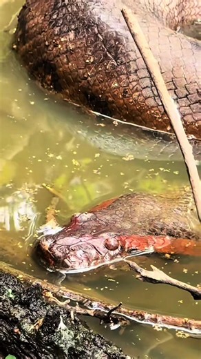 I’m looking for a 20 foot anaconda! #Anaconda #Animals #Wildlife #Adventure #nature