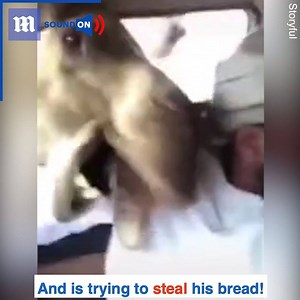The TV presenter was trying to record a broadcast, when THIS happened! 😱😂🐪 | Daily Mail Video