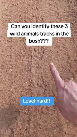 Identify 3 Challenging Wild Animal Tracks in the Bush