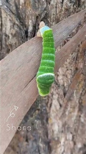 Nadata gibbosa 🐛🍃Eastern Tiger Swallowtail 🦋💛🖤Papilio glaucus – Caterpillar 🌿🐛✨#NadataGibbosa