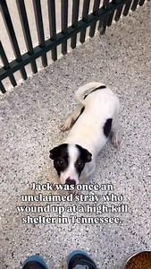 Meet Jack… aka Jack the Jumping Bean, aka Mr Squiggles, aka your future tiny tornado of joy. Jack may have started out as an unclaimed stray at Animal Control, but don’t worry, he’s decided that chapter was simply the “origin story” before his superhero era. And we are very excited to be part of his glow-up. What we know? This little guy is roughly a year old and tipping the scales at 13 lbs. He’s packed with personality, he’s silly, and he’s spirited. He’s got springs in his paws and love in hi