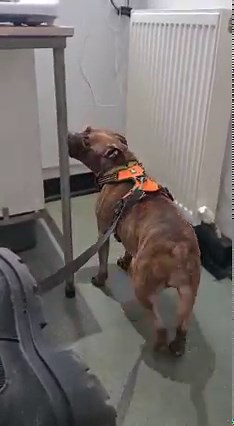 1.6M views · 31K reactions | The video you see here is of Cleo, an...