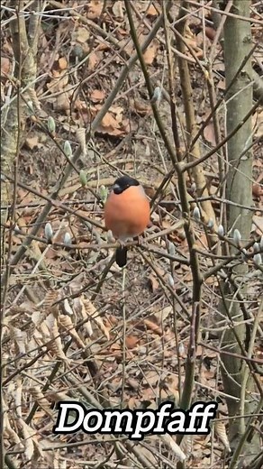 Ein Gimpel wartet auf den Frühling | Naturblick