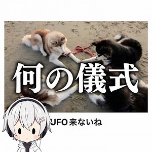 [Lots of dogs] These legendary "Bokete" posts were seriously full of things to roast lol [Part 2277]