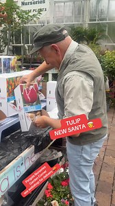 #add WEBSHOP https://pergolanurseries.ecwid.com FRINGED TULIP NEW SANTA Available in WEBSHOP https://pergolanurseries.ecwid.com ALL IRELAND DELIVERY 🚚 32 Counties Pergola Nurseries Garden Corner,Virginia, Co Cavan “A gardeners oasis of quality plants “Open Tuesday to Saturday 10.3-5Open Sundays 2-5#fyp #flowerbulbs #gardenideas #garden | Pergola Nurseries Garden Corner