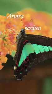 Šios savaitės Tropinio sodo herojų pora – Parthenos sylvia ir lantanos 🦋🌺 Šią savaitę Tropiniame drugių sode daugiausia dėmesio skiriame Parthenos sylvia drugiui ir augalui, kurio nektarą jis labiausiai mėgsta – lantanai. Parthenos sylvia – greito, sklendžiančio skrydžio tropikų drugys iš Azijos, dažniausiai sutinkamas paupiuose ir kalnų miškuose. Mūsų tropiniame sode jį dažniausiai pamatysite prie lantanų – kvapnių augalų ryškiais žiedais, kurių spalvos keičiasi žiedui skleidžiantis. 🦋 Šią s