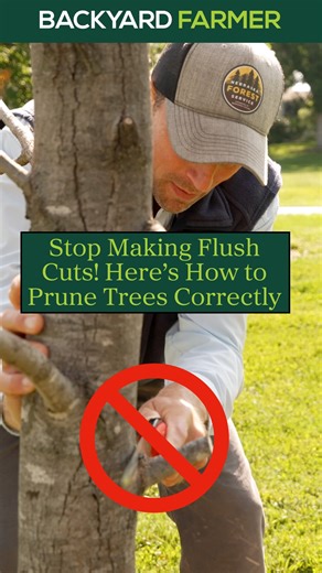 If you are like us, and you are out pruning trees to celebrate valentine's day, you need to know this!!! 🥰✂🪾 Brad Kindler Nebraska Forest Service explains what not to do when pruning—and how to avoid common mistakes that damage trees. #BackyardFarmer #FlushCut #TreePruningMistakes #TreeHealth #NebraskaForestService #LandscapeCare | Backyard Farmer
